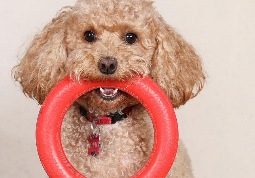 Pet-Friendly Services Pet-Friendly Services
